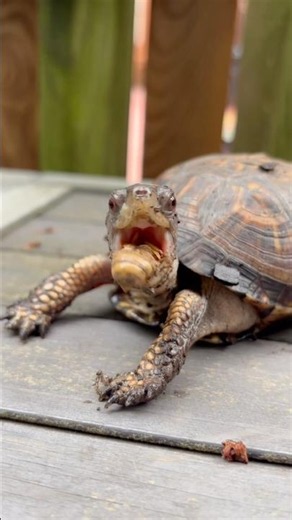 This Eastern Box Turtle LOVES Crunchy Treats! 😳🐢