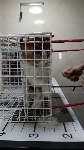 How to deal with angry cat and ferocious cat 🐈 part 16