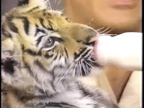 Jack Hanna Collection on Letterman, Part 1 of 11: 1985-1986