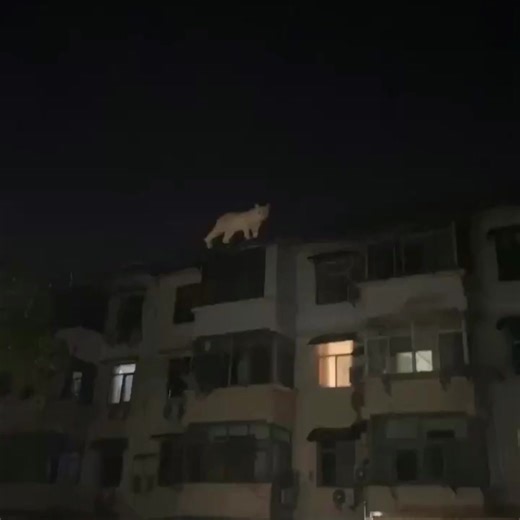 7K views · 37 reactions |  #giantcat on the Roof｜夜の #守護神 ...
