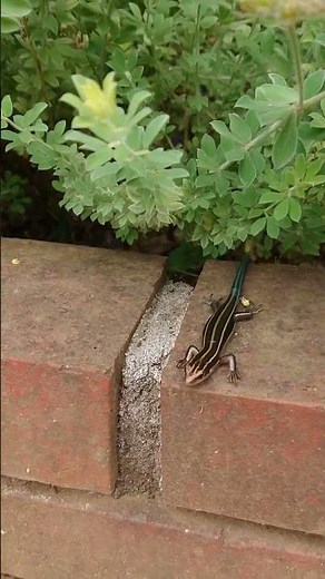 Fastest Japanese grass lizard vs. motionless lizard: Such different reactions