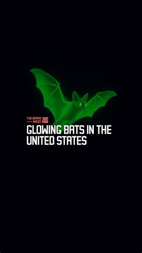 Glowing Bats in the United States - Some bats in the United States glow ghostly green under UV light, but why does this strange phenomenon exist, and what did researchers from the University of Georgia uncover about it, according to a study published in Ecology and Evolution? | The Brain Maze