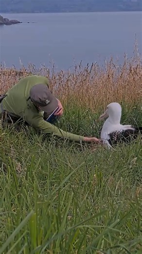 143K views · 3.2K reactions | A hatchling albatross is just around...