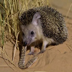 4.6M views · 2.2K reactions | The battle between snakes and hedgehogs | Bravo Animals | Facebook