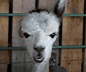 Talk Triggers is the definitive practical guide on how to use bold operational differentiators to create customer conversations, written by best-selling authors and marketing experts Jay Baer and Daniel Lemin. Order your copies here --> https://amzn.to/2CUn7ZK | Convince & Convert | Facebook