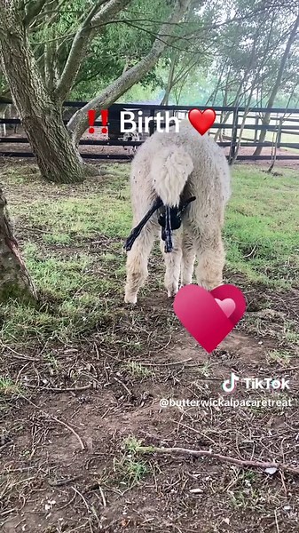 Alpaca Cria Birth: A Sweet Saturday Morning