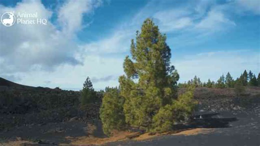 11 Massive Trees Pushing the Boundaries of Growth