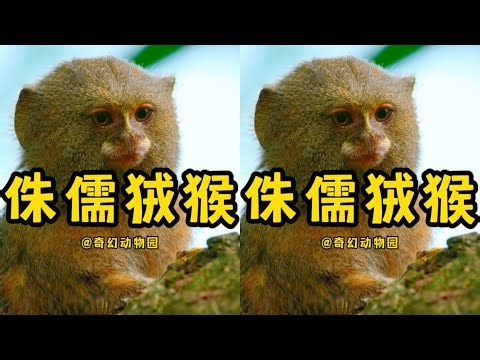 只有拇指大的馬嘍，憑實力成為世界最萌 #侏儒狨猴，迷你马喽，指尖猴子，动物世界，搞笑