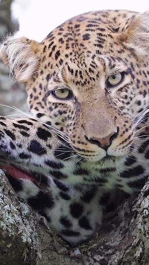 International Leopard Day, celebrated on May 3rd, raises awareness about the conservation of these magnificent creatures. Embrace the leopard qualities to help you strive to navigate challenges with agility, maintain your natural elegance, and protect your dreams with fierce determination. #explore_wildlife_ #earth_gallery #ourplanetdaily #earthfocus #fantastic_earth #bestnatrureshots #discovery_earth #onceupon_the_earth #nb_nature_brilliance #featured_wildlife #epic_wildlife #world_bestanimal #