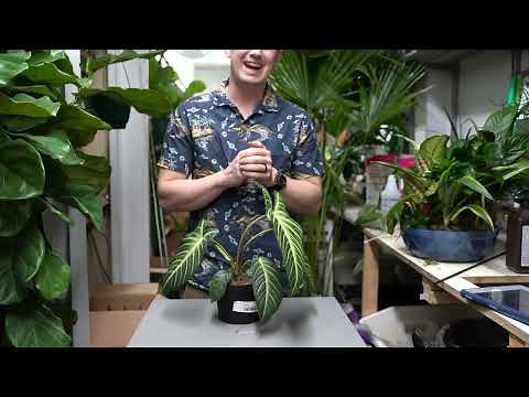 Xanthosoma Lindenii Care Guide