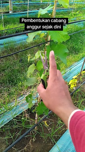 Pembentukan Cabang Tanaman Anggur yang Efektif