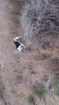 ( 3 ) ΑΠΟΧΕΡΑΙΤΟΥΜΕ ΤΟ 2025 ΕΚΠΑΙΔΕΥΤΙΚΟ ΛΑΓΟΥ BEAGLE MIX SPANIEL🐇!!!.