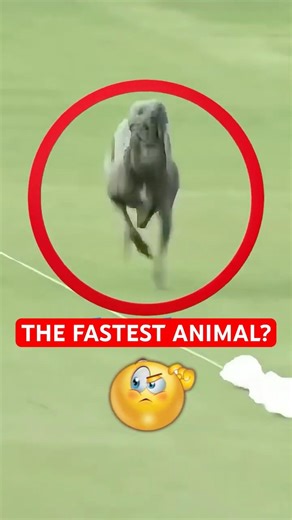 What Is The Fastest Animal on Earth?