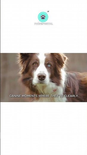 Blood in Dog Stool: What It Means and What to Do Part 1