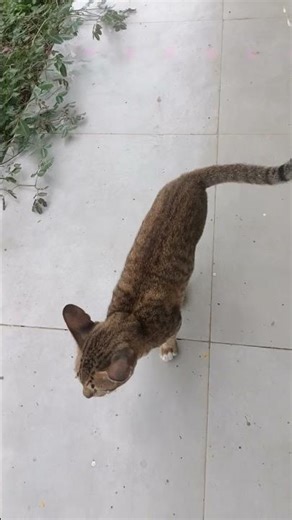 Beautiful Big Red Cat 😺✨ | Cute Cat Shorts #catshorts