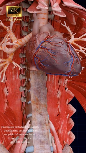 Your First Homeland | Uterus Anatomy ♀️✨ . . . . . . . . . . . . The anatomy of the female pelvis is complex and includes several key structures and openings. Here’s an overview: Key Structures Pelvic Bones: Ilium: The largest part of the pelvis. Ischium: The lower, posterior part of the pelvis. Pubis: The anterior part of the pelvis. Sacrum: A triangular bone at the base of the spine, forming the back of the pelvis. Coccyx: The tailbone, located at the very base of the sacrum. Pelvic Inlet and