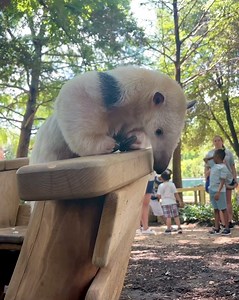 Humans aren’t the only ones who love to go to the playground! 🥰🥰🥰 | San Antonio Zoo