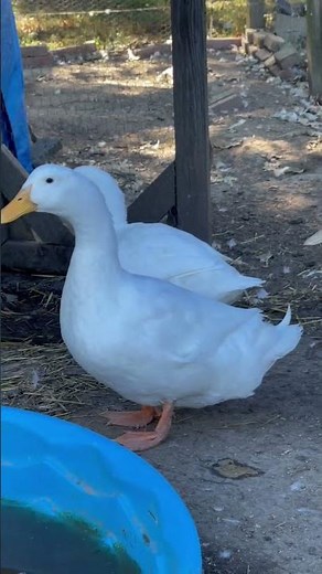 Female versus Male Peking Ducks #ducks #pekingduck