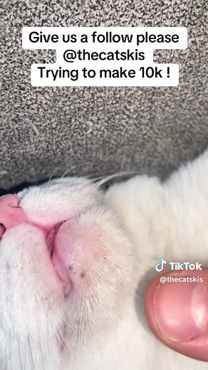 Understanding Cat Acne: Causes and Care Tips