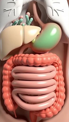 Digestive System in Motion | Realistic 3D Animation of How Food is Digested #Zenphira