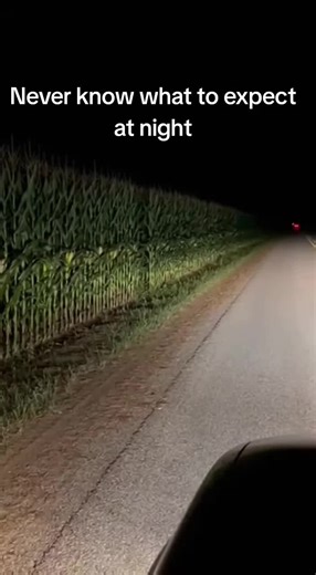 Driver stopped by cornfield gets scared. #scared #cornfield #fyp #dashcam #mystery