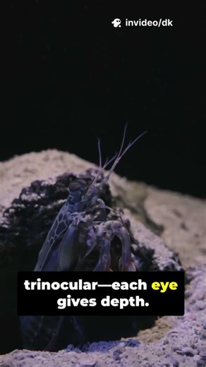 Mantis Shrimp Vision: Up to 16 Photoreceptors and Polarized Light