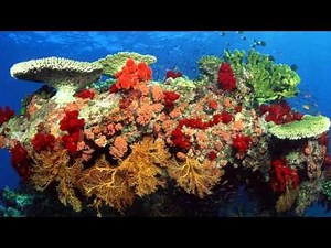 Musical Interlude: 2002, "Oceans of Life"