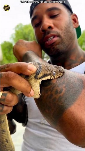 Why Do Pythons Have Teeth? #shorts #shortsvideo #ytshorts #snake #facts #cobra ‪@pawansahu777‬
