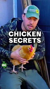Backyard Chicken Essentials for Healthy, Happy Flocks