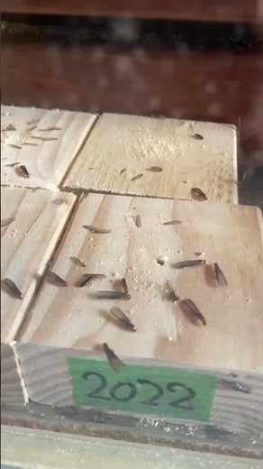 【戦慄】活発に行動するアメリカカンザイシロアリ