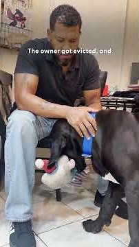 Shy 115-Pound Rescue Mastiff Has To Bring His Stuffies On Walks Now | The Dodo