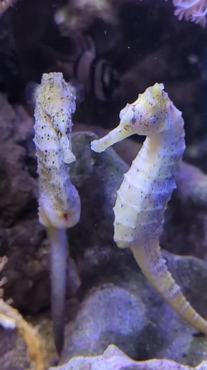 Ein wahres Wunder der Natur – so majestätisch 🐠✨ Folge für mehr magische Momente! A true wonder of nature – so majestic 🐠✨ Follow for more magical moments! #Seepferdchen #Seahorses #NatureWonder #Majestic #OceanMagic