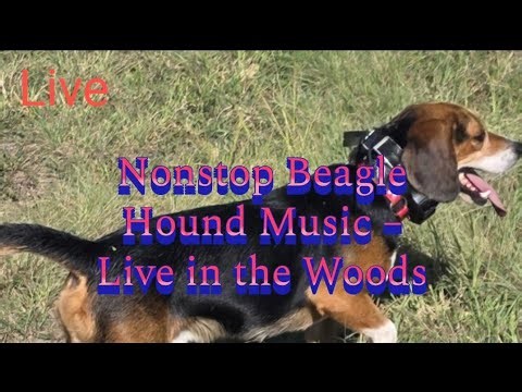 Nonstop Beagle Hound Music – Live in the Woods #HoundHunting #Rabbit #BeagleStyle