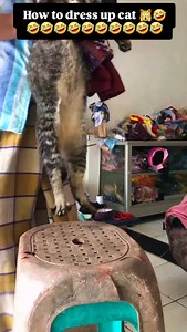 How to dressing cat to look like human//🙀🤣 #trending #viral #funny #comedy #laugh #viralreels #cat #funnycat #dressing #viralshorts" | Balram Lama