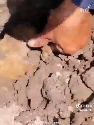 ‏#amireca #unaitedstatesofamerica #animals #eourpe