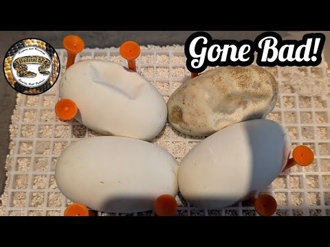 Ball Python Eggs, Shedding And Pairing My Males.
