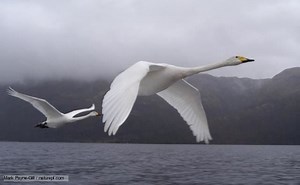 Whooper swan - Alchetron, The Free Social Encyclopedia