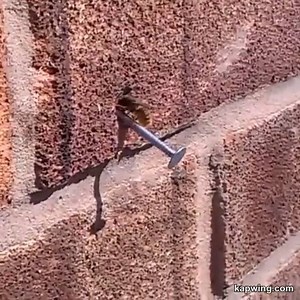103K views · 275 reactions | A hard-working Mason Bee pulled off an...