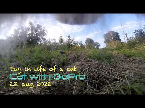 Cat with GoPro walk and talk around the block