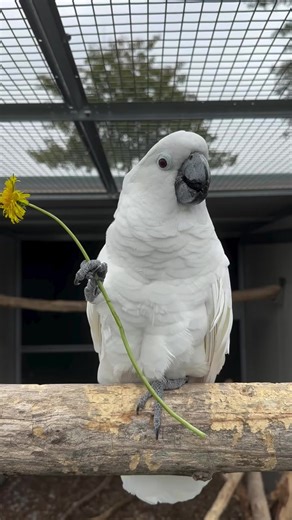 #tanzaniatiktok #kenyantiktok🇰🇪 #ethiopian_tik_tok🇪🇹🇪🇹🇪🇹🇪🇹 #southafrica #usa🇺🇸