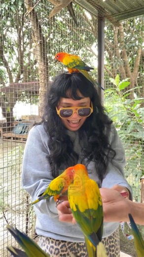 Thanks, Saquibal family of Las Piñas City. | open daily from 7AM to 8:30AM | DENR CWR No. R4A-CWR-2017-CAV-046 | Eboy Sabater's Aviary