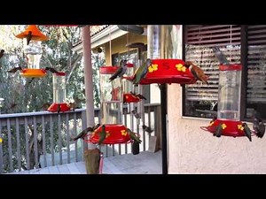 Hummingbird Frenzy