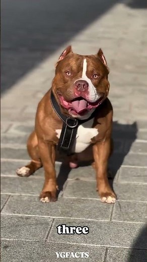Top 10 Popular Male Dog Names 🐕 | मर्द कुत्तों के रखे जाने वाले प्रसिद्ध नाम 🐶