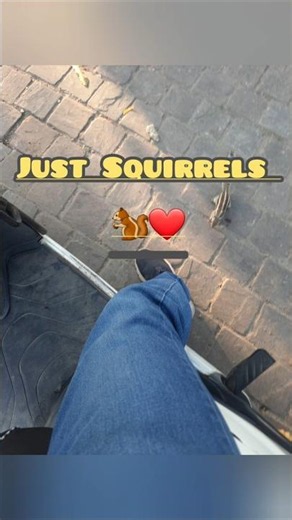 Just Squirrels 🐿️❤️ #squirrel #animallife #wildlife #animals #naturelovers #nature ‪@tantraavi‬