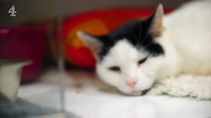 Can’t live without them! #Cats #SupervetStories #Supervet | Professor Noel Fitzpatrick