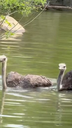 Cincinnati Zoo | Pam and Myrtle decided it was a great day for a swim! 💦 Ostriches can swim but it’s not common behavior! However, they are sometimes... | Instagram
