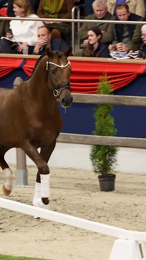 3.8K views · 192 reactions | Das war der zweite Tag der Oldenburger Hengst-Tage ❤️ Die Hengste sind nun gekört / licenced und wir freuen uns auf den morgigen Tag mit vielen weiteren Highlights. 朗 | Oldenburger Pferdezuchtverband | Facebook