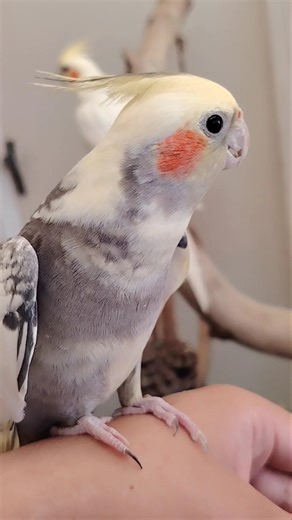Candy sings better than my shower concerts! ✨🐥😊 #cockatielscraze