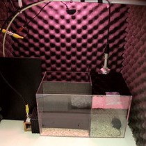 Video: Determining Ultrasonic Vocalization Preferences in Mice using a Two-choice Playback Test