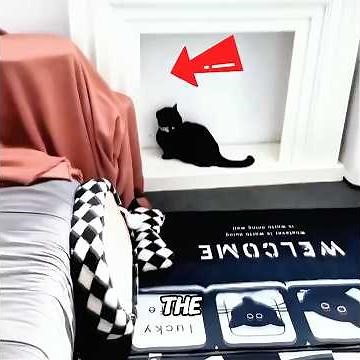 If you see this kind of spider web at home, clean it up right away! 🕸️🧹⚠️#cat #pets #funny #short